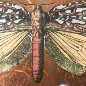 Decoupage <br>with Virginia Mead (W26 Rollover)